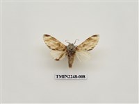 藏品(雲舟蛾)的圖片